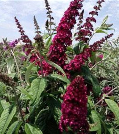 Butterfly Bush CranRazz™